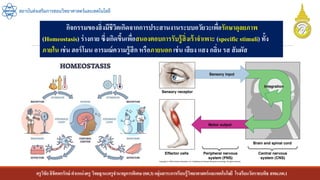 ครูวิชัยลิขิตพรรักษ์ ตาแหน่งครู วิทยฐานะครูชานาญการพิเศษ(คศ.3)กลุ่มสาระการเรียนรู้วิทยาศาสตร์และเทคโนโลยี โรงเรียนวัดราชบพิธ สพม.กท.1
สถาบันส่งเสริมการสอนวิทยาศาสตร์และเทคโนโลยี
กิจกรรมของสิ่งมีชีวิตเกิดจากการประสานงานระบบอวัยวะเพื่อรักษาดุลยภาพ
(Homeostasis) ร่างกาย ซึ่งเกิดขึ้นเพื่อสนองตอบการรับรู้สิ่งเร้าจาเพาะ (specific stimuli) ทั้ง
ภายใน เช่น ฮอร์โมน อารมณ์ความรู้สึก หรือภายนอก เช่น เสียง แสง กลิ่น รส สัมผัส
 