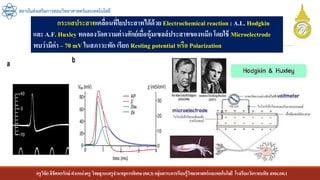 ครูวิชัยลิขิตพรรักษ์ ตาแหน่งครู วิทยฐานะครูชานาญการพิเศษ(คศ.3)กลุ่มสาระการเรียนรู้วิทยาศาสตร์และเทคโนโลยี โรงเรียนวัดราชบพิธ สพม.กท.1
สถาบันส่งเสริมการสอนวิทยาศาสตร์และเทคโนโลยี
กระแสประสาทเคลื่อนที่ใยประสาทได้ด้วย Electrochemical reaction : A.L. Hodgkin
และ A.F. Huxley ทดลองวัดความต่างศักย์เยื่อหุ้มเซลล์ประสาทของหมึกโดยใช้ Microelectrode
พบว่ามีค่า – 70 mV ในสภาวะพัก เรียก Resting potential หรือ Polarization
 