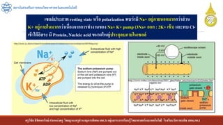 ครูวิชัยลิขิตพรรักษ์ ตาแหน่งครู วิทยฐานะครูชานาญการพิเศษ(คศ.3)กลุ่มสาระการเรียนรู้วิทยาศาสตร์และเทคโนโลยี โรงเรียนวัดราชบพิธ สพม.กท.1
สถาบันส่งเสริมการสอนวิทยาศาสตร์และเทคโนโลยี
เซลล์ประสาท resting state หรือ polarization พบว่ามี Na+ อยู่ภายนอกมากกว่าส่วน
K+ อยู่ภายในมากกว่าเนื่องจากการทางานของ Na+ K+ pump (3Na+ ออก : 2K+ เข้า) และพบ Cl-
เข้าได้อิสระ มี Protein, Nucleic acid ขนาดใหญ่ประจุลบภายในเซลล์
 