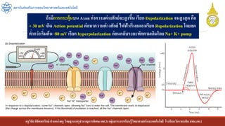 ครูวิชัยลิขิตพรรักษ์ ตาแหน่งครู วิทยฐานะครูชานาญการพิเศษ(คศ.3)กลุ่มสาระการเรียนรู้วิทยาศาสตร์และเทคโนโลยี โรงเรียนวัดราชบพิธ สพม.กท.1
สถาบันส่งเสริมการสอนวิทยาศาสตร์และเทคโนโลยี
ถ้ามีการกระตุ้นบน Axon ค่าความต่างศักย์จะสูงขึ้น เรียก Depolarization จนสูงสุด คือ
+ 30 mV เกิด Action potential ต่อมาความต่างศักย์ ไฟฟ้าเริ่มลดลงเรียก Repolarization โดยลด
ต่ากว่าเริ่มต้น -80 mV เรียก hyperpolarization ก่อนกลับระยะพักตามเดิมโดย Na+ K+ pump
 