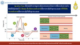 ครูวิชัยลิขิตพรรักษ์ ตาแหน่งครู วิทยฐานะครูชานาญการพิเศษ(คศ.3)กลุ่มสาระการเรียนรู้วิทยาศาสตร์และเทคโนโลยี โรงเรียนวัดราชบพิธ สพม.กท.1
สถาบันส่งเสริมการสอนวิทยาศาสตร์และเทคโนโลยี
กฎ All-or-None เมื่อเซลล์ประสาทถูกกระตุ้นจะตอบสนองโดยการเปลี่ยนแปลงความต่าง
ศักย์เยื่อหุ้มเซลล์ มี 2 ลักษณะ คือ เกิดกระแสประสาทเมื่อแรงกระตุ้นถึงจุดthreshold หรือไม่เกิด
กระแสประสาทเมื่อแรงกระตุ้นไม่ถึงจุดthreshold
 