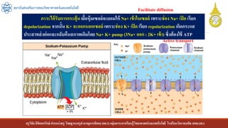 ครูวิชัยลิขิตพรรักษ์ ตาแหน่งครู วิทยฐานะครูชานาญการพิเศษ(คศ.3)กลุ่มสาระการเรียนรู้วิทยาศาสตร์และเทคโนโลยี โรงเรียนวัดราชบพิธ สพม.กท.1
สถาบันส่งเสริมการสอนวิทยาศาสตร์และเทคโนโลยี
ภาวะได้รับการกระตุ้นเยื่อหุ้มเซลล์จะยอมให้ Na+ เข้าในเซลล์ เพราะช่อง Na+ เปิด เรียก
depolarization จากนั้น K+ จะออกนอกเซลล์ เพราะช่อง K+ เปิด เรียก repolarization เกิดกระแส
ประสาทส่งต่อและกลับคืนสภาพเดิมโดยNa+ K+ pump (3Na+ ออก : 2K+ เข้า) ซึ่งต้องใช้ ATP
Facilitate diffusion
Active transport
 