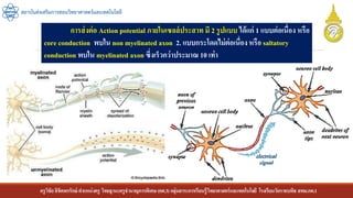 ครูวิชัยลิขิตพรรักษ์ ตาแหน่งครู วิทยฐานะครูชานาญการพิเศษ(คศ.3)กลุ่มสาระการเรียนรู้วิทยาศาสตร์และเทคโนโลยี โรงเรียนวัดราชบพิธ สพม.กท.1
สถาบันส่งเสริมการสอนวิทยาศาสตร์และเทคโนโลยี
การส่งต่อ Action potential ภายในเซลล์ประสาท มี 2 รูปแบบ ได้แก่ 1 แบบต่อเนื่อง หรือ
core conduction พบใน non myelinated axon 2. แบบกระโดดไม่ต่อเนื่องหรือ saltatory
conduction พบใน myelinated axon ซึ่งเร็วกว่าประมาณ 10 เท่า
 