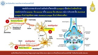 ครูวิชัยลิขิตพรรักษ์ ตาแหน่งครู วิทยฐานะครูชานาญการพิเศษ(คศ.3)กลุ่มสาระการเรียนรู้วิทยาศาสตร์และเทคโนโลยี โรงเรียนวัดราชบพิธ สพม.กท.1
สถาบันส่งเสริมการสอนวิทยาศาสตร์และเทคโนโลยี
เซลล์ประสาทจะทางานร่วมกันผ่านไซแนปส์ (synapse) เป็นช่องว่างเล็กบริเวณ
รอยต่อระหว่าง neuron กับ neuron หรือ neuron กับ effectors แบ่ง 2 ประเภท คือ electrical
synapse เร็วกว่าทุกทิศทางและ chemical synapse ช้ากว่าทิศทางเดียว
Psuedounipolar
multipolar
multipolar
 