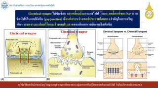 ครูวิชัยลิขิตพรรักษ์ ตาแหน่งครู วิทยฐานะครูชานาญการพิเศษ(คศ.3)กลุ่มสาระการเรียนรู้วิทยาศาสตร์และเทคโนโลยี โรงเรียนวัดราชบพิธ สพม.กท.1
สถาบันส่งเสริมการสอนวิทยาศาสตร์และเทคโนโลยี
Electrical synapse ไม่ซับซ้อน การเคลื่อนย้ายกระแสไฟฟ้าโดยการเคลื่อนที่ของ Na+ ผ่าน
ช่องโปรตีนแกปจังชัน (gap junction) เชื่อมต่อระหว่างเซลล์ประสาทโดยตรงสาคัญในการเจริญ
พัฒนาสมองระยะเอ็มบริโอและร่างแหประสาททางเดินอาหารเกิดเพอริสตัลซิส
Electrical synapse Chemical synapse
 