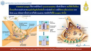 ครูวิชัยลิขิตพรรักษ์ ตาแหน่งครู วิทยฐานะครูชานาญการพิเศษ(คศ.3)กลุ่มสาระการเรียนรู้วิทยาศาสตร์และเทคโนโลยี โรงเรียนวัดราชบพิธ สพม.กท.1
สถาบันส่งเสริมการสอนวิทยาศาสตร์และเทคโนโลยี
Chemical synapse ใช้สารเคมีเรียกว่า neurotransmitter เป็นตัวสื่อสาร พบได้ทั่วไปเกือบ
ทั้งหมดในระบบประสาทมนุษย์เจริญเต็บโตเต็มที่ การส่งต่อช้ากว่า แต่มีทิศทางเดียวแน่นอน จาก
ปลาย axon ปล่อยสารสื่อประสาทไปยัง dendrite เซลล์ถัดไปที่มีreceptor เท่านั้น
 