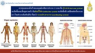 ครูวิชัยลิขิตพรรักษ์ ตาแหน่งครู วิทยฐานะครูชานาญการพิเศษ(คศ.3)กลุ่มสาระการเรียนรู้วิทยาศาสตร์และเทคโนโลยี โรงเรียนวัดราชบพิธ สพม.กท.1
สถาบันส่งเสริมการสอนวิทยาศาสตร์และเทคโนโลยี
การตอบสนองสิ่งเร้าของมนุษย์อาศัยการทางาน 2 ระบบ คือ ประสาท (nervous system)
จะเกิดขึ้นและสิ้นสุดรวดเร็ว กับต่อมไร้ท่อ(endocrine system) จะเกิดขึ้นช้า แต่มีผลต่อเนื่องระยะ
ยาว โดยทางานสัมพันธ์กัน เรียกว่า ระบบประสานงาน (coordinating system)
 