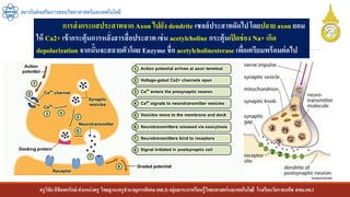 ครูวิชัยลิขิตพรรักษ์ ตาแหน่งครู วิทยฐานะครูชานาญการพิเศษ(คศ.3)กลุ่มสาระการเรียนรู้วิทยาศาสตร์และเทคโนโลยี โรงเรียนวัดราชบพิธ สพม.กท.1
สถาบันส่งเสริมการสอนวิทยาศาสตร์และเทคโนโลยี
การส่งกระแสประสาทจาก Axon ไปยัง dendrite เซลล์ประสาทถัดไปโดยปลาย axon ยอม
ให้ Ca2+ เข้ากระตุ้นการหลั่งสารสื่อประสาทเช่น acetylcholine กระตุ้นเปิดช่อง Na+ เกิด
depolarization จากนั้นจะสลายตัวโดย Enzyme ชื่อ acetylcholinesterase เพื่อเตรียมพร้อมต่อไป
 