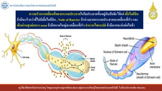 ครูวิชัยลิขิตพรรักษ์ ตาแหน่งครู วิทยฐานะครูชานาญการพิเศษ(คศ.3)กลุ่มสาระการเรียนรู้วิทยาศาสตร์และเทคโนโลยี โรงเรียนวัดราชบพิธ สพม.กท.1
สถาบันส่งเสริมการสอนวิทยาศาสตร์และเทคโนโลยี
ความเร็วการเคลื่อนที่ของกระแสประสาทในใยประสาทขึ้นอยู่กับปัจจัย ได้แก่ เยื่อไมอีลิน
ถ้ามีจะเร็วกว่าที่ไม่มีเยื่อไมอีลิน, Node of Ranvier ถ้าห่างมากกระแสประสาทจะเคลื่อนที่เร็วและ
เส้นผ่านศูนย์กลาง axon ถ้ามีขนาดใหญ่จะเคลื่อนที่เร็ว จานวนไซแนปส์ ถ้ามีมากจะส่งต่อไดช้า
 