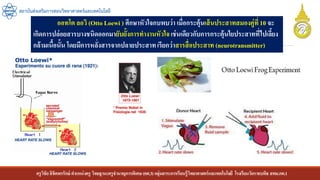 ครูวิชัยลิขิตพรรักษ์ ตาแหน่งครู วิทยฐานะครูชานาญการพิเศษ(คศ.3)กลุ่มสาระการเรียนรู้วิทยาศาสตร์และเทคโนโลยี โรงเรียนวัดราชบพิธ สพม.กท.1
สถาบันส่งเสริมการสอนวิทยาศาสตร์และเทคโนโลยี
ออทโต ลอวิ (Otto Loewi ) ศึกษาหัวใจกบพบว่า เมื่อกระตุ้นเส้นประสาทสมองคู่ที่10 จะ
เกิดการปล่อยสารบางชนิดออกมายับยั้งการทางานหัวใจ เช่นเดียวกับการกระตุ้นใยประสาทที่ไปเลี้ยง
กล้ามเนื้อนั้น โดยมีการหลั่งสารจากปลายประสาทเรียกว่าสารสื่อประสาท (neurotransmitter)
 