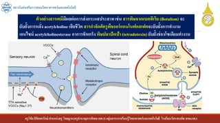 ครูวิชัยลิขิตพรรักษ์ ตาแหน่งครู วิทยฐานะครูชานาญการพิเศษ(คศ.3)กลุ่มสาระการเรียนรู้วิทยาศาสตร์และเทคโนโลยี โรงเรียนวัดราชบพิธ สพม.กท.1
สถาบันส่งเสริมการสอนวิทยาศาสตร์และเทคโนโลยี
ตัวอย่างสารเคมีมีผลต่อการส่งกระแสประสาทเช่น สารพิษจากแบคทีเรีย (Botulism) จะ
ยับยั้งการหลั่ง acetylcholine เสียชีวิต สารกาจัดศัตรูพืชออร์แกนโนฟอสเฟตจะยับยั้งการทางาน
เอนไซม์ acetylcholinesterase อาการชักเกร็ง พิษปลาปักเป้า (tetradotoxin) ยับยั้งช่องโซเดียมทางาน
 