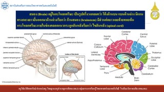 ครูวิชัยลิขิตพรรักษ์ ตาแหน่งครู วิทยฐานะครูชานาญการพิเศษ(คศ.3)กลุ่มสาระการเรียนรู้วิทยาศาสตร์และเทคโนโลยี โรงเรียนวัดราชบพิธ สพม.กท.1
สถาบันส่งเสริมการสอนวิทยาศาสตร์และเทคโนโลยี
สมอง (Brain) อยู่ในกะโหลกศรีษะ เป็นรูปครึ่งวงกลมคว่า โค้งด้านบน แบนด้านล่าง มีแกน
ตรงกลางยาวยื่นออกมาด้านล่างเรียกว่า ก้านสมอง (brainstem) มีส่วนต่อยาวเลยท้ายทอยพ้น
กระโหลกศรีษะภายในช่องตลอดแนวกระดูกสันหลังเรียกว่า ไขสันหลัง (spinal cord)
 
