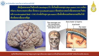 ครูวิชัยลิขิตพรรักษ์ ตาแหน่งครู วิทยฐานะครูชานาญการพิเศษ(คศ.3)กลุ่มสาระการเรียนรู้วิทยาศาสตร์และเทคโนโลยี โรงเรียนวัดราชบพิธ สพม.กท.1
สถาบันส่งเสริมการสอนวิทยาศาสตร์และเทคโนโลยี
เยื่อหุ้มสมองและไขสันหลัง(meninges) มี 3 ชั้นโดยชั้นนอกสุด (dura mater) หนา เหนียว
แข็งแรง กันกระทบกระเทือน ชั้นกลาง (arachnoid mater) เป็นแผ่นบางพบน้าเลี้ยงสมองและไขสัน
หลัง (cerebrospinal fluid : CSF) ส่วนชั้นในสุด (pia mater) เป็นชั้นที่แนบสนิทตามรอยโค้งเว้ามี
เส้นเลือดมาเลี้ยงมากที่สุด
 