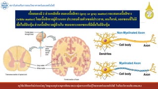 ครูวิชัยลิขิตพรรักษ์ ตาแหน่งครู วิทยฐานะครูชานาญการพิเศษ(คศ.3)กลุ่มสาระการเรียนรู้วิทยาศาสตร์และเทคโนโลยี โรงเรียนวัดราชบพิธ สพม.กท.1
สถาบันส่งเสริมการสอนวิทยาศาสตร์และเทคโนโลยี
เนื้อสมองมี 2 ส่วนหลักคือ สมองเนื้อสีเทา (grey or gray matter) และสมองเนื้อสีขาว
(white matter) โดยเนื้อสีเทาอยู่ด้านนอก ประกอบด้วยตัวเซลล์ประสาท,เดนไดรต์, แอกซอนที่ไม่มี
เยื่อไมอีลินหุ้ม ส่วนเนื้อสีขาวอยู่ด้านใน พบเฉพาะแอกซอนที่มีเยื่อไมอีลินหุ้ม
 