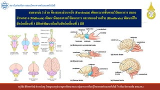 ครูวิชัยลิขิตพรรักษ์ ตาแหน่งครู วิทยฐานะครูชานาญการพิเศษ(คศ.3)กลุ่มสาระการเรียนรู้วิทยาศาสตร์และเทคโนโลยี โรงเรียนวัดราชบพิธ สพม.กท.1
สถาบันส่งเสริมการสอนวิทยาศาสตร์และเทคโนโลยี
สมองแบ่ง 3 ส่วน คือ สมองส่วนหน้า (Forebrain) พัฒนามากขึ้นตามวิวัฒนาการ สมอง
ส่วนกลาง (Midbrain) พัฒนาน้อยลงตามวิวัฒนาการ และสมองส่วนท้าย (Hindbrain) พัฒนาดีใน
สัตว์เคลื่อนที่ 3 มิติแต่พัฒนาน้อยในสัตว์เคลื่อนที่ 2 มิติ
 