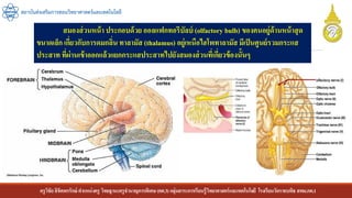 ครูวิชัยลิขิตพรรักษ์ ตาแหน่งครู วิทยฐานะครูชานาญการพิเศษ(คศ.3)กลุ่มสาระการเรียนรู้วิทยาศาสตร์และเทคโนโลยี โรงเรียนวัดราชบพิธ สพม.กท.1
สถาบันส่งเสริมการสอนวิทยาศาสตร์และเทคโนโลยี
สมองส่วนหน้า ประกอบด้วย ออลแฟกทอรีบัลบ์ (olfactory bulb) ของคนอยู่ด้านหน้าสุด
ขนาดเล็ก เกี่ยวกับการดมกลิ่น ทาลามัส (thalamus) อยู่เหนือไฮโพทาลามัส มีเป็นศูนย์รวมกระแส
ประสาท ที่ผ่านเข้าออกแล้วแยกกระแสประสาทไปยังสมองส่วนที่เกี่ยวข้องนั้นๆ
 