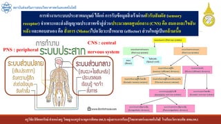 ครูวิชัยลิขิตพรรักษ์ ตาแหน่งครู วิทยฐานะครูชานาญการพิเศษ(คศ.3)กลุ่มสาระการเรียนรู้วิทยาศาสตร์และเทคโนโลยี โรงเรียนวัดราชบพิธ สพม.กท.1
สถาบันส่งเสริมการสอนวิทยาศาสตร์และเทคโนโลยี
การทางานระบบประสาทมนุษย์ ได้แก่ การรับข้อมูลสิ่งเร้าผ่านตัวรับสัมผัส (sensory
receptor) จาเพาะและส่งสัญญาณประสาทเข้าสู่ส่วนประมวลผลศูนย์กลาง (CNS) คือ สมองและไขสัน
หลัง และตอบสนอง คือ สั่งการ (Motor)ไปอวัยวะเป้าหมาย (effector) ส่วนใหญ่เป็นกล้ามเนื้อ
CNS : central
nervous system
PNS : peripheral
 