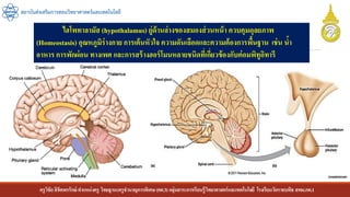 ครูวิชัยลิขิตพรรักษ์ ตาแหน่งครู วิทยฐานะครูชานาญการพิเศษ(คศ.3)กลุ่มสาระการเรียนรู้วิทยาศาสตร์และเทคโนโลยี โรงเรียนวัดราชบพิธ สพม.กท.1
สถาบันส่งเสริมการสอนวิทยาศาสตร์และเทคโนโลยี
ไฮโพทาลามัส (hypothalamus) ยู่ด้านล่างของสมองส่วนหน้า ควบคุมดุลยภาพ
(Homeostasis) อุณหภูมิร่างกาย การเต้นหัวใจ ความดันเลือดและความต้องการพื้นฐาน เช่น น้า
อาหาร การพักผ่อน ทางเพศ และการสร้างฮอร์โมนหลายชนิดที่เกี่ยวข้องกับต่อมพิทูอิทารี
 