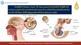 ครูวิชัยลิขิตพรรักษ์ ตาแหน่งครู วิทยฐานะครูชานาญการพิเศษ(คศ.3)กลุ่มสาระการเรียนรู้วิทยาศาสตร์และเทคโนโลยี โรงเรียนวัดราชบพิธ สพม.กท.1
สถาบันส่งเสริมการสอนวิทยาศาสตร์และเทคโนโลยี
ต่อมพิทูอิทารี (Pituitary Gland) หรือ Master gland ขนาดเท่าเมล็ดถั่ว ตั้งอยู่ที่ส่วนลึก
ของสมอง ควบคุมการทางานของต่อมต่างๆในร่างกาย เช่น การหลั่งฮอร์โมนจากต่อมไทรอยด์ ต่อม
หมวกไต รังไข่ อัณฑะ ซึ่งได้รับสัญญาณเคมีจากไฮโปธาลามัสผ่านกระแสเลือด
 