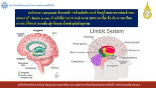 ครูวิชัยลิขิตพรรักษ์ ตาแหน่งครู วิทยฐานะครูชานาญการพิเศษ(คศ.3)กลุ่มสาระการเรียนรู้วิทยาศาสตร์และเทคโนโลยี โรงเรียนวัดราชบพิธ สพม.กท.1
สถาบันส่งเสริมการสอนวิทยาศาสตร์และเทคโนโลยี
อะมิกดาลา (Amygdala) มีขนาดเล็ก รคล้ายเม็ดอัลมอนด์ ตั้งอยู่ด้านล่างของแต่ละซีกของ
สมองภายใน limbic system, ทาหน้าที่ควบคุมอารมณ์ และความจา และเกี่ยวข้องกับ ความเครียด
การตอบโต้ของร่างกายที่จะสู้หรือถอย เมื่อเผชิญกับสิ่งคุกคาม
 