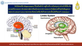 ครูวิชัยลิขิตพรรักษ์ ตาแหน่งครู วิทยฐานะครูชานาญการพิเศษ(คศ.3)กลุ่มสาระการเรียนรู้วิทยาศาสตร์และเทคโนโลยี โรงเรียนวัดราชบพิธ สพม.กท.1
สถาบันส่งเสริมการสอนวิทยาศาสตร์และเทคโนโลยี
ฮิบโปแคมปัส (Hippocampus) โค้งคล้ายม้าน้า อยู่ด้านข้าง สนับสนุนการทาหน้าที่เกี่ยวกับ
ความจาในระยะยาว ประสบการณ์การเรียนรู้ และการสารวจและการรับรู้สถานที่โดยรับข้อมูลจาก
สมอง (Cerebral Cortex) และอาจจะมีบทบาทเกี่ยวกับโรคความจาเสื่อมอัลไซเมอร์ (Alzheimer)
 