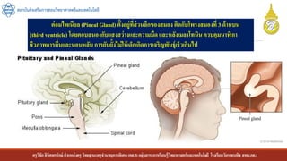 ครูวิชัยลิขิตพรรักษ์ ตาแหน่งครู วิทยฐานะครูชานาญการพิเศษ(คศ.3)กลุ่มสาระการเรียนรู้วิทยาศาสตร์และเทคโนโลยี โรงเรียนวัดราชบพิธ สพม.กท.1
สถาบันส่งเสริมการสอนวิทยาศาสตร์และเทคโนโลยี
ต่อมไพเนียล (Pineal Gland) ตั้งอยู่ที่ส่วนลึกของสมอง ติดกับโพรงสมองที่ 3 ด้านบน
(third ventricle) โดยตอบสนองกับแสงสว่างและความมืด และหลั่งเมลาโทนิน ควบคุมนาฬิกา
ชีวภาพการตื่นและนอนหลับ การยับยั้งไม่ให้เด็กเกิดการเจริญพันธุ์เร็วเกินไป
 