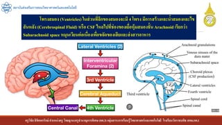 ครูวิชัยลิขิตพรรักษ์ ตาแหน่งครู วิทยฐานะครูชานาญการพิเศษ(คศ.3)กลุ่มสาระการเรียนรู้วิทยาศาสตร์และเทคโนโลยี โรงเรียนวัดราชบพิธ สพม.กท.1
สถาบันส่งเสริมการสอนวิทยาศาสตร์และเทคโนโลยี
โพรงสมอง (Ventricles) ในส่วนที่ลึกของสมองจะมี 4 โพรง มีการสร้างและน้าสมองและไข
สันหลัง (Cerebrospinal Fluid) หรือ CSF ไหลไปที่ช่องของเยื่อหุ้มสมองชั้นArachnoid เรียกว่า
Subarachnoid space หมุนเวียนต่อเนื่องเพื่อขจัดของเสียและส่งสารอาหาร
 