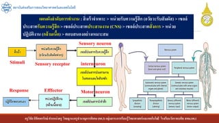 ครูวิชัยลิขิตพรรักษ์ ตาแหน่งครู วิทยฐานะครูชานาญการพิเศษ(คศ.3)กลุ่มสาระการเรียนรู้วิทยาศาสตร์และเทคโนโลยี โรงเรียนวัดราชบพิธ สพม.กท.1
สถาบันส่งเสริมการสอนวิทยาศาสตร์และเทคโนโลยี
แผนผังลาดับการทางาน : สิ่งเร้าจาเพาะ > หน่วยรับความรู้สึก (อวัยวะรับสัมผัส) > เซลล์
ประสาทรับความรู้สึก > เซลล์ประสาทประสานงาน (CNS) > เซลล์ประสาทสั่งการ > หน่วย
ปฏิบัติงาน (กล้ามเนื้อ) > ตอบสนองอย่างเหมาะสม
Stimuli Sensory receptor
Sensory neuron
interneuron
Motor neuron
Efffector
Response
 