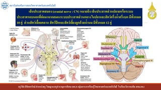 ครูวิชัยลิขิตพรรักษ์ ตาแหน่งครู วิทยฐานะครูชานาญการพิเศษ(คศ.3)กลุ่มสาระการเรียนรู้วิทยาศาสตร์และเทคโนโลยี โรงเรียนวัดราชบพิธ สพม.กท.1
สถาบันส่งเสริมการสอนวิทยาศาสตร์และเทคโนโลยี
เส้นประสาทสมอง (cranial nerve : CN) หมายถึง เส้นประสาทส่วนปลายหรือระบบ
ประสาทรอบนอกที่ต่อมาจากสมองระบบประสาทส่วนกลางในปลาและสัตว์ครึ่งน้าครึ่งบก มีทั้งหมด
10 คู่ ส่วนสัตว์เลื้อยคลาน สัตว์ปีกและสัตว์เลี้ยงลูกด้วยน้านม มีทั้งหมด 12 คู่
 