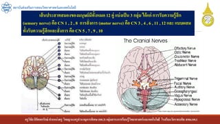 ครูวิชัยลิขิตพรรักษ์ ตาแหน่งครู วิทยฐานะครูชานาญการพิเศษ(คศ.3)กลุ่มสาระการเรียนรู้วิทยาศาสตร์และเทคโนโลยี โรงเรียนวัดราชบพิธ สพม.กท.1
สถาบันส่งเสริมการสอนวิทยาศาสตร์และเทคโนโลยี
เส้นประสาทสมองของมนุษย์มีทั้งหมด 12 คู่ แบ่งเป็น 3 กลุ่ม ได้แก่ การรับความรู้สึก
(sensory nerve) คือ CN 1 , 2 , 8 การสั่งการ (motor nerve) คือ CN 3 , 4 , 6 , 11 , 12 และ แบบผสม
ทั้งรับความรู้สึกและสั่งการ คือ CN 5 , 7 , 9 , 10
 