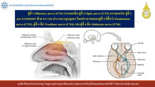 ครูวิชัยลิขิตพรรักษ์ ตาแหน่งครู วิทยฐานะครูชานาญการพิเศษ(คศ.3)กลุ่มสาระการเรียนรู้วิทยาศาสตร์และเทคโนโลยี โรงเรียนวัดราชบพิธ สพม.กท.1
สถาบันส่งเสริมการสอนวิทยาศาสตร์และเทคโนโลยี
คู่ที่ 1 Olfactory nerve (CN1) การดมกลิ่นคู่ที่ 2 Optic nerve (CN2) การมองเห็น คู่ที่ 3
,4,6 การกลอกตา ซ้าย ขวา บน ล่าง และหมุนลูกตา โดยประสาทสมองคู่ที่ 3 มีชื่อว่า Oculomotor
nerve (CN3), คู่ที่ 4 คือ Trochlear nerve (CN4), และคู่ที่ 6 คือ Abducens nerve (CN6)
 