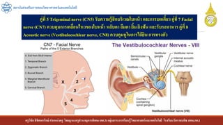 ครูวิชัยลิขิตพรรักษ์ ตาแหน่งครู วิทยฐานะครูชานาญการพิเศษ(คศ.3)กลุ่มสาระการเรียนรู้วิทยาศาสตร์และเทคโนโลยี โรงเรียนวัดราชบพิธ สพม.กท.1
สถาบันส่งเสริมการสอนวิทยาศาสตร์และเทคโนโลยี
คู่ที่ 5 Trigeminal nerve (CN5) รับความรู้สึกบริเวณใบหน้า และการบดเคี้ยว คู่ที่ 7 Facial
nerve (CN7) ควบคุมการเคลื่อนไหวของใบหน้า หลับตา ลืมตา ยิ้ม ยิงฟัน และรับรสอาหารคู่ที่ 8
Acoustic nerve (Vestibulocochlear nerve, CN8) ควบคุมหูในการได้ยิน การทรงตัว
 