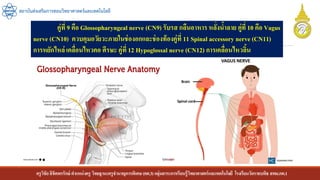 ครูวิชัยลิขิตพรรักษ์ ตาแหน่งครู วิทยฐานะครูชานาญการพิเศษ(คศ.3)กลุ่มสาระการเรียนรู้วิทยาศาสตร์และเทคโนโลยี โรงเรียนวัดราชบพิธ สพม.กท.1
สถาบันส่งเสริมการสอนวิทยาศาสตร์และเทคโนโลยี
คู่ที่ 9 คือ Glossopharyngeal nerve (CN9) รับรส กลืนอาหาร หลั่งน้าลาย คู่ที่ 10 คือ Vagus
nerve (CN10) ควบคุมอวัยวะภายในช่องอกและช่องท้องคู่ที่ 11 Spinal accessory nerve (CN11)
การหยักไหล่ เคลื่อนไหวคอ ศีรษะ คู่ที่ 12 Hypoglossal nerve (CN12) การเคลื่อนไหวลิ้น
 