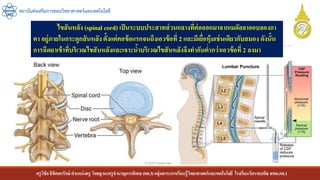 ครูวิชัยลิขิตพรรักษ์ ตาแหน่งครู วิทยฐานะครูชานาญการพิเศษ(คศ.3)กลุ่มสาระการเรียนรู้วิทยาศาสตร์และเทคโนโลยี โรงเรียนวัดราชบพิธ สพม.กท.1
สถาบันส่งเสริมการสอนวิทยาศาสตร์และเทคโนโลยี
ไขสันหลัง (spinal cord) เป็นระบบประสาทส่วนกลางที่ต่อออกมาจากเมดัลลาออบลองกา
ตา อยู่ภายในกระดูกสันหลังตั้งแต่คอข้อแรกจนถึงเอวข้อที่ 2 และมีเยื่อหุ้มเช่นเดียวกับสมอง ดังนั้น
การฉีดยาเข้าที่บริเวณไขสันหลังและเจาะน้าบริเวณไขสันหลังจึงทากันต่ากว่าเอวข้อที่ 2 ลงมา
 