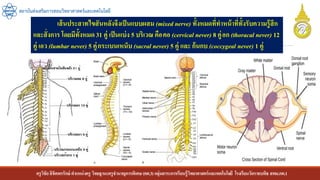 ครูวิชัยลิขิตพรรักษ์ ตาแหน่งครู วิทยฐานะครูชานาญการพิเศษ(คศ.3)กลุ่มสาระการเรียนรู้วิทยาศาสตร์และเทคโนโลยี โรงเรียนวัดราชบพิธ สพม.กท.1
สถาบันส่งเสริมการสอนวิทยาศาสตร์และเทคโนโลยี
เส้นประสาทไขสันหลังจึงเป็นแบบผสม (mixed nerve) ทั้งหมดที่ทาหน้าที่ทั้งรับความรู้สึก
และสั่งการ โดยมีทั้งหมด31 คู่ เป็นแบ่ง 5 บริเวณ คือคอ (cervical never) 8 คู่อก (thoracal never) 12
คู่ เอว (lumbar never) 5 คู่กระเบนเหน็บ (sacral never) 5 คู่ และ ก้นกบ (coccygeal never) 1 คู่
 