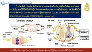 ครูวิชัยลิขิตพรรักษ์ ตาแหน่งครู วิทยฐานะครูชานาญการพิเศษ(คศ.3)กลุ่มสาระการเรียนรู้วิทยาศาสตร์และเทคโนโลยี โรงเรียนวัดราชบพิธ สพม.กท.1
สถาบันส่งเสริมการสอนวิทยาศาสตร์และเทคโนโลยี
ไขสันหลังมี 2 ส่วนคือ เนื้อสีเทา (gray matter) ด้านใน เป็นรูปผีเสื้อเป็นที่อยู่ของตัวเซลล์
และ ใยประสาทที่ไม่มีเยื่อไมอีลินหุ้มส่วนตรงกลางคือ central canal เป็นที่อยู่ของ CSF ส่วนที่ยื่นไป
ข้างหลัง คือ ปีกบน (dorsal horn) รับความรู้สึกจากรากบน (dorsal root) ส่วนที่ยื่นออกมาข้างหน้า
คือ ปีกล่าง(ventral horn) สั่งการออกทางรากล่าง (ventral root)
 