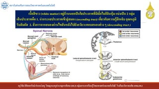 ครูวิชัยลิขิตพรรักษ์ ตาแหน่งครู วิทยฐานะครูชานาญการพิเศษ(คศ.3)กลุ่มสาระการเรียนรู้วิทยาศาสตร์และเทคโนโลยี โรงเรียนวัดราชบพิธ สพม.กท.1
สถาบันส่งเสริมการสอนวิทยาศาสตร์และเทคโนโลยี
เนื้อสีขาว (white matter) อยู่ด้านนอกเป็นใยประสาทที่มีเยื่อไมอีลินหุ้ม แบ่งเป็น 2 กลุ่ม
เส้นประสาทคือ 1. นากระแสประสาทเข้าสู่สมอง (ascending tract) เกี่ยวกับความรู้สึกเจ็บ อุณหภูมิ
รับสัมผัส 2. สั่งการจากสมองผ่านไขสันหลังไปยังอวัยวะตอบสนองต่าง ๆ (descending tract )
 
