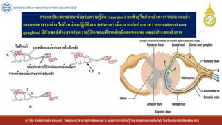 ครูวิชัยลิขิตพรรักษ์ ตาแหน่งครู วิทยฐานะครูชานาญการพิเศษ(คศ.3)กลุ่มสาระการเรียนรู้วิทยาศาสตร์และเทคโนโลยี โรงเรียนวัดราชบพิธ สพม.กท.1
สถาบันส่งเสริมการสอนวิทยาศาสตร์และเทคโนโลยี
กระแสประสาทจากหน่วยรับความรู้สึก(receptor) จะเข้าสู่ไขสันหลังทางรากบน และสั่ง
การออกทางรากล่าง ไปยังหน่วยปฏิบัติงาน (effector) เนื่องจากปมประสาทรากบน (dorsal root
ganglion) มีตัวเซลล์ประสาทรับความรู้สึกขณะที่รากล่างมีแอกซอนของเซลล์ประสาทสั่งการ
 