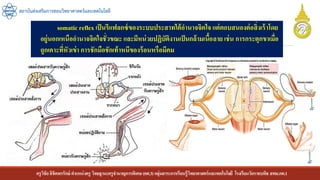 ครูวิชัยลิขิตพรรักษ์ ตาแหน่งครู วิทยฐานะครูชานาญการพิเศษ(คศ.3)กลุ่มสาระการเรียนรู้วิทยาศาสตร์และเทคโนโลยี โรงเรียนวัดราชบพิธ สพม.กท.1
สถาบันส่งเสริมการสอนวิทยาศาสตร์และเทคโนโลยี
somatic reflex เป็นรีแฟลกซ์ของระบบประสาทใต้อานาจจิตใจ แต่ตอบสนองต่อสิ่งเร้าโดย
อยู่นอกเหนืออานาจจิตใจชั่วขณะ และมีหน่วยปฏิบัติงานเป็นกล้ามเนื้อลาย เช่น การกระตุกขาเมื่อ
ถูกเคาะที่หัวเข่า การชักมือชักเท้าหนีของร้อนหรือมีคม
 
