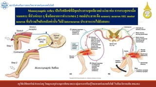 ครูวิชัยลิขิตพรรักษ์ ตาแหน่งครู วิทยฐานะครูชานาญการพิเศษ(คศ.3)กลุ่มสาระการเรียนรู้วิทยาศาสตร์และเทคโนโลยี โรงเรียนวัดราชบพิธ สพม.กท.1
สถาบันส่งเสริมการสอนวิทยาศาสตร์และเทคโนโลยี
Monosynaptic reflex เป็นรีเฟล็กซ์ที่มีจุดประสานจุดเดียวอย่างง่าย เช่น การกระตุกขาเมื่อ
หมอเคาะ ที่หัวเข่าเบา ๆ ซึ่งเกิดจากการทางานของ 2 เซลล์ประสาท คือ sensory neuron และ motor
neuron ที่บริเวณไขสันหลังเท่านั้น ไม่มี interneuron ประสานงานไปยังสมอง
 