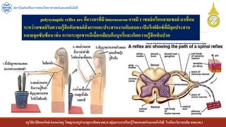 ครูวิชัยลิขิตพรรักษ์ ตาแหน่งครู วิทยฐานะครูชานาญการพิเศษ(คศ.3)กลุ่มสาระการเรียนรู้วิทยาศาสตร์และเทคโนโลยี โรงเรียนวัดราชบพิธ สพม.กท.1
สถาบันส่งเสริมการสอนวิทยาศาสตร์และเทคโนโลยี
polysynaptic reflex arc คือวงจรที่มี interneuron อาจมี 1 เซลล์หรือหลายเซลล์ มาเชื่อม
ระหว่างเซลล์รับความรู้สึกกับเซลล์สั่งการและประสานงานกับสมอง เป็นรีเฟล็กซ์ที่มีจุดประสาน
หลายจุดซับซ้อนเช่น การกระตุกขาหนีเมื่อเหยียบก้นบุหรี่และเกิดความรู้สึกเจ็บปวด
 