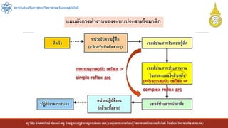 ครูวิชัยลิขิตพรรักษ์ ตาแหน่งครู วิทยฐานะครูชานาญการพิเศษ(คศ.3)กลุ่มสาระการเรียนรู้วิทยาศาสตร์และเทคโนโลยี โรงเรียนวัดราชบพิธ สพม.กท.1
สถาบันส่งเสริมการสอนวิทยาศาสตร์และเทคโนโลยี
 