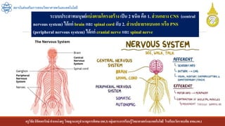 ครูวิชัยลิขิตพรรักษ์ ตาแหน่งครู วิทยฐานะครูชานาญการพิเศษ(คศ.3)กลุ่มสาระการเรียนรู้วิทยาศาสตร์และเทคโนโลยี โรงเรียนวัดราชบพิธ สพม.กท.1
สถาบันส่งเสริมการสอนวิทยาศาสตร์และเทคโนโลยี
ระบบประสาทมนุษย์แบ่งตามโครงสร้าง เป็น 2 ชนิด คือ 1. ส่วนกลาง CNS (central
nervous system) ได้แก่ brain และ spinal cord กับ 2. ส่วนปลายรอบนอก หรือ PNS
(peripheral nervous system) ได้แก่ cranial nerve และ spinal nerve
 