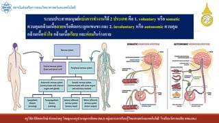 ครูวิชัยลิขิตพรรักษ์ ตาแหน่งครู วิทยฐานะครูชานาญการพิเศษ(คศ.3)กลุ่มสาระการเรียนรู้วิทยาศาสตร์และเทคโนโลยี โรงเรียนวัดราชบพิธ สพม.กท.1
สถาบันส่งเสริมการสอนวิทยาศาสตร์และเทคโนโลยี
ระบบประสาทมนุษย์แบ่งการทางานได้ 2 ประเภท คือ 1. voluntary หรือ somatic
ควบคุมกล้ามเนื้อลายหรือติดกระดูกแขนขา และ 2. involuntary หรือ autonomic ควบคุม
กล้ามเนื้อหัวใจ กล้ามเนื้อเรียบ และต่อมในร่างกาย
 