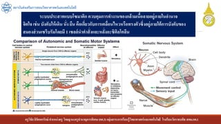 ครูวิชัยลิขิตพรรักษ์ ตาแหน่งครู วิทยฐานะครูชานาญการพิเศษ(คศ.3)กลุ่มสาระการเรียนรู้วิทยาศาสตร์และเทคโนโลยี โรงเรียนวัดราชบพิธ สพม.กท.1
สถาบันส่งเสริมการสอนวิทยาศาสตร์และเทคโนโลยี
ระบบประสาทแบบโซมาติก ควบคุมการทางานของกล้ามเนื้อลายอยู่ภายในอานาจ
จิตใจ เช่น บังคับให้เดิน นั่ง ยืน คือเกี่ยวกับการเคลื่อนไหวหรือทรงตัวซึ่งอยู่ภายใต้การบังคับของ
สมองส่วนเซรีบรัมโดยมี 1 เซลล์นาคาสั่งและหลั่งอะซิติลโคลีน
 