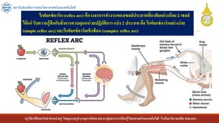 ครูวิชัยลิขิตพรรักษ์ ตาแหน่งครู วิทยฐานะครูชานาญการพิเศษ(คศ.3)กลุ่มสาระการเรียนรู้วิทยาศาสตร์และเทคโนโลยี โรงเรียนวัดราชบพิธ สพม.กท.1
สถาบันส่งเสริมการสอนวิทยาศาสตร์และเทคโนโลยี
รีเฟลกซ์อาร์ก (reflex arc) คือวงจรการทางานของเซลล์ประสาทที่อาศัยอย่างน้อย2 เซลล์
ได้แก่ รับความรู้สึกกับสั่งการควบคุมหน่วยปฏิบัติการ แบ่ง 2 ประเภท คือ รีเฟลกซ์อาร์กอย่างง่าย
(simple reflex arc) และรีเฟลกซ์อาร์คเชิงซ้อน (complex reflex arc)
 