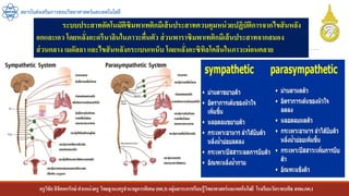 ครูวิชัยลิขิตพรรักษ์ ตาแหน่งครู วิทยฐานะครูชานาญการพิเศษ(คศ.3)กลุ่มสาระการเรียนรู้วิทยาศาสตร์และเทคโนโลยี โรงเรียนวัดราชบพิธ สพม.กท.1
สถาบันส่งเสริมการสอนวิทยาศาสตร์และเทคโนโลยี
ระบบประสาทอัตโนมัติซิมพาเทติกมีเส้นประสาทควบคุมหน่วยปฏิบัติการจากไขสันหลัง
อกและเอว โดยหลั่งอะดรีนาลินในภาวะตื่นตัว ส่วนพาราซิมพาเทติกมีเส้นประสาทจากสมอง
ส่วนกลาง เมดัลลา และไขสันหลังกระเบนเหน็บ โดยหลั่งอะซิทิลโคลีนในภาวะผ่อนคลาย
 