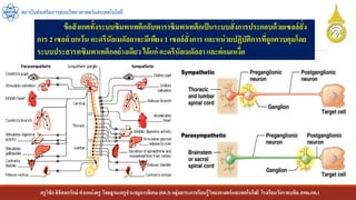 ครูวิชัยลิขิตพรรักษ์ ตาแหน่งครู วิทยฐานะครูชานาญการพิเศษ(คศ.3)กลุ่มสาระการเรียนรู้วิทยาศาสตร์และเทคโนโลยี โรงเรียนวัดราชบพิธ สพม.กท.1
สถาบันส่งเสริมการสอนวิทยาศาสตร์และเทคโนโลยี
ข้อสังเกตทั้งระบบซิมพาเทติกกับพาราซิมพาเทติกเป็นระบบสั่งการประกอบด้วยเซลล์สั่ง
การ 2 เซลล์ ยกเว้น อะดรีนัลเมดัลลาจะมีเพียง 1 เซลล์สั่งการ และหน่วยปฏิบัติการที่ถูกควบคุมโดย
ระบบประสารทซิมพาเทติกอย่างเดียวได้แก่ อะดรีนัลเมดัลลา และต่อมเหงื่อ
 