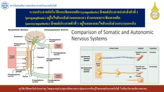 ครูวิชัยลิขิตพรรักษ์ ตาแหน่งครู วิทยฐานะครูชานาญการพิเศษ(คศ.3)กลุ่มสาระการเรียนรู้วิทยาศาสตร์และเทคโนโลยี โรงเรียนวัดราชบพิธ สพม.กท.1
สถาบันส่งเสริมการสอนวิทยาศาสตร์และเทคโนโลยี
ระบบประสาทอัตโนวัติแบบซิมพาเทติก(sympathetic) มีเซลล์ประสาทนาคาสั่งตัวที่ 1
(preganglionic) อยู่ในไขสันหลังส่วนอกและเอว ส่วนแบบพาราซิมพาเทติก
(parasympathetic) มีเซลล์ประสาทตัวที่ 1 อยู่ในสมองและไขสันหลังส่วนกระเบนเหน็บ
 