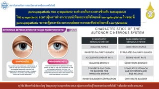 ครูวิชัยลิขิตพรรักษ์ ตาแหน่งครู วิทยฐานะครูชานาญการพิเศษ(คศ.3)กลุ่มสาระการเรียนรู้วิทยาศาสตร์และเทคโนโลยี โรงเรียนวัดราชบพิธ สพม.กท.1
สถาบันส่งเสริมการสอนวิทยาศาสตร์และเทคโนโลยี
parasympathetic และ sympathetic จะทางานในภาวะตรงข้ามกัน (antagonist)
โดย sympathetic จะกระตุ้นการทางานระบบหัวใจและหายใจโดยหลั่งnorepinephrine ในขณะที่
parasympathetic จะกระตุ้นการทางานระบบย่อยอาหารและขับถ่ายโดยหลั่ง acetylcholine
 